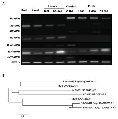 Integrating Sugar Metabolism With Transport: Elevation of Endogenous Cell Wall Invertase Activity Up-Regulates SlHT2 and SlSWEET12c Expression for Early Fruit Development in Tomato